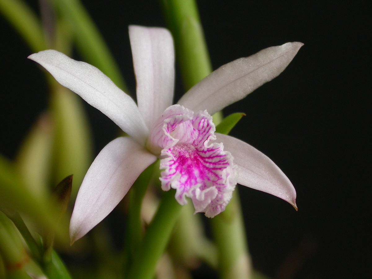 Laelia lundii | Orchidéhuset